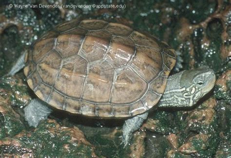 烏龜花紋|Mauremys reevesii (Gray, 1831) 